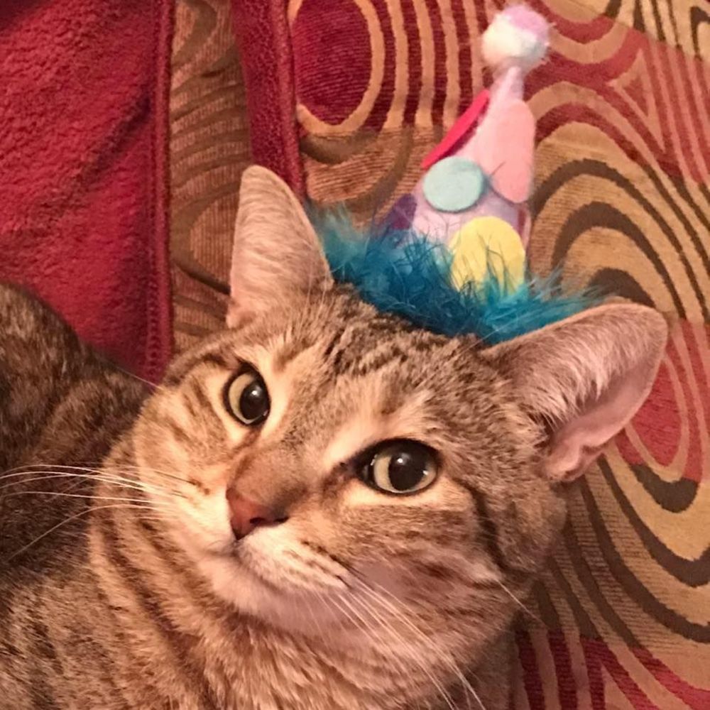 Meet your Posher, Chrissy